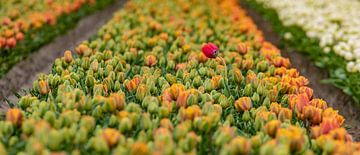 Alone in the crowd. Mooi hoe die ene tulp er bovenuit komt.