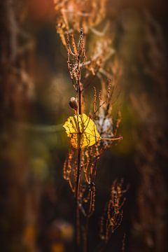 Herfst van Christian Wernicke Photography