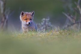 jonge vos van Pim Leijen
