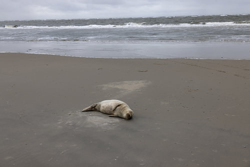Foto's van een grijze zeehond op het strand van Langeoog.