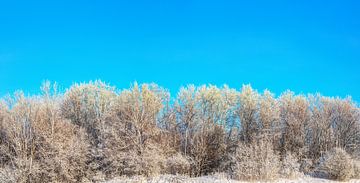 Besneeuwde bomen in zonnige winterochtend van Yevgen Belich