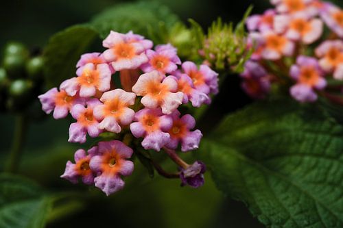 Roze en oranje lantana's in de spotlight