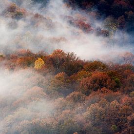 Luchtfoto van mistige bossen in herfst kleuren van Peter de Kievith Fotografie