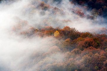 Vue aérienne de bois brumeux aux couleurs de l'automne sur Peter de Kievith Fotografie