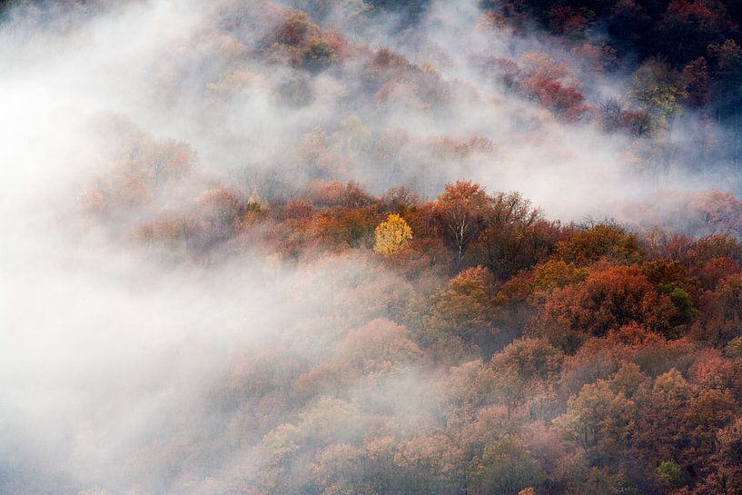 Luftaufnahme eines nebligen Waldes in Herbstfarben von Peter de Kievith Fotografie