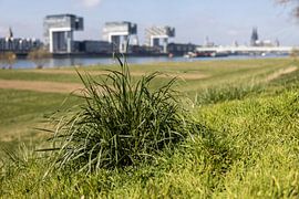 Grasbüschel mit Kölner Skyline von Frank Herrmann