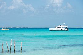 hunting in the tropical sea by Kris Ronsyn