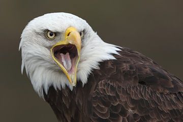 Bald Eagle (Haliaeetus leucocephalus) by Ronald Pol