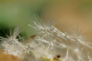 Macro gouttes sur Rinnie Wijnstra