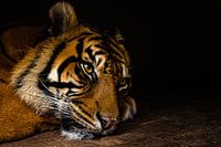 Der wütende Blick des Tigers, der auf den Angriff wartet