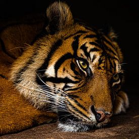De boze blik van de tijger die wakker wordt gemaakt van DutchDroneViews