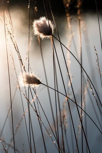 Cotton grass