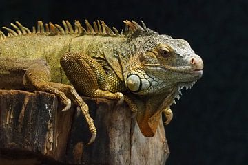 Green Leguan :Ouwehands Dierenpark by Loek Lobel