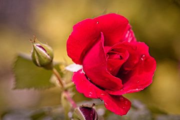 Rote Rose von Rob Boon