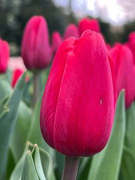 Roze Tulp close-up van Johnny Spies