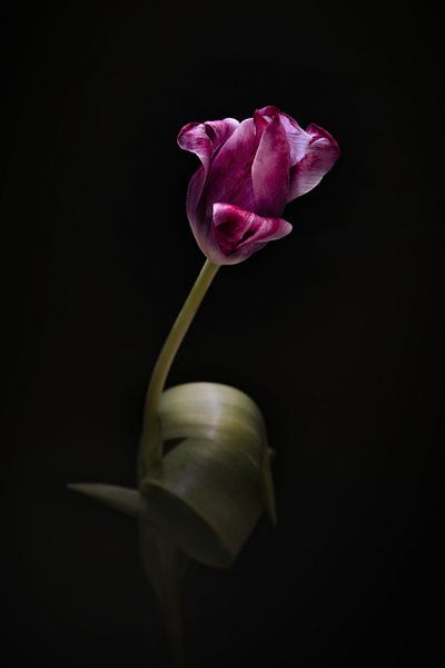 Tulipe par Rene van Rijswijk