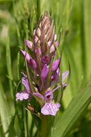 Wilde orgidee