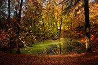 Autumn on the Veluwe by Ellen Driesse thumbnail