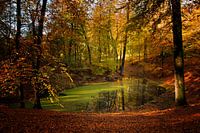 Herfst op de Veluwe