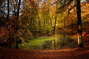 Herbst auf der Veluwe von Ellen Driesse