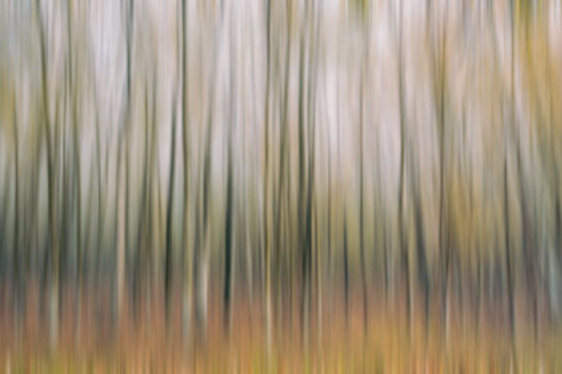 Birch forest surreal by Rik Verslype
