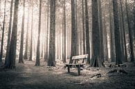 Bench in the forest by Niels Barto thumbnail