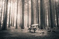 Bankje in het bos