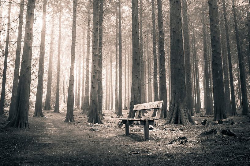 Bench in the forest by Niels Barto