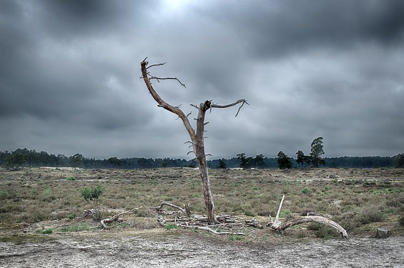 Eenzame boom van Jan Brand