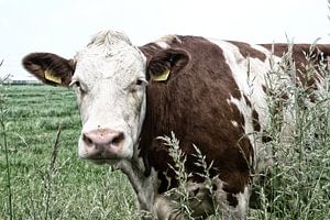 vache curieuse
