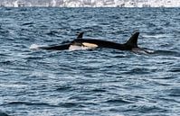 Orka/Orca van Merijn Loch thumbnail