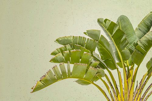 Tropical. Palm in Groen Pastel.