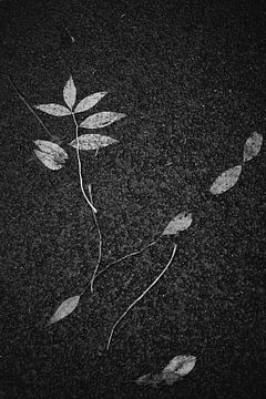 Autumn by André Bouterse