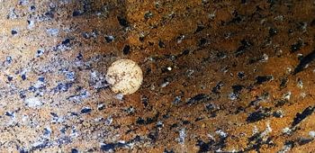 Asteroid Field - Panthera Tigris