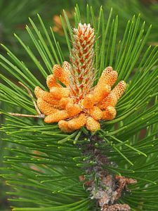Bourgeon d'un pin en fleurs sur Ameland
