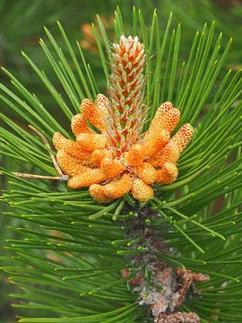 Bud of a pine tree in bloom on Ameland