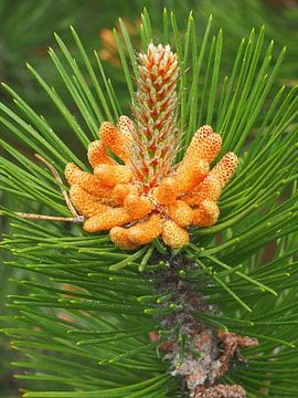 Knop van een dennenboom in bloei op Ameland van Helene Ketzer