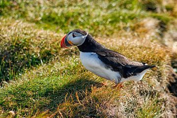 Papageientaucher in Nahaufnahme