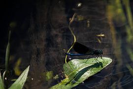 Demoiselle du ruisseau Woodland sur Brian Morgan