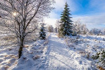 winterlandschap Ardennen van tim christiaens