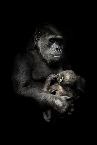 tedere aap met een baby in haar armen. Gorilla aap moeder (of haar zus) verpleegt haar kleine baby,  van Michael Semenov