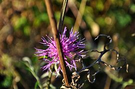 Lila Herstblume von GH Foto & Artdesign