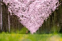 Fleurs de printemps