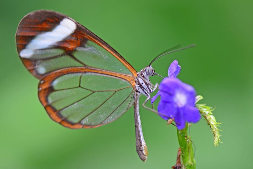 Glasvleugel vlinder von Rene Mensen