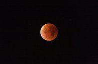 Rouge superlune éclipse lunaire par Roque Klop Aperçu