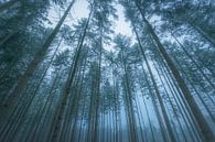 Vue vers le haut sur les pins de la forêt de Speulderbos dans la Veluwe en hiver. par Sjoerd van der Wal Photographie Aperçu