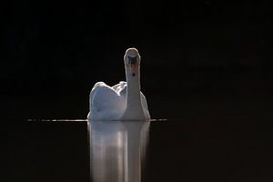 Schwan in einem dunklen Rahmen