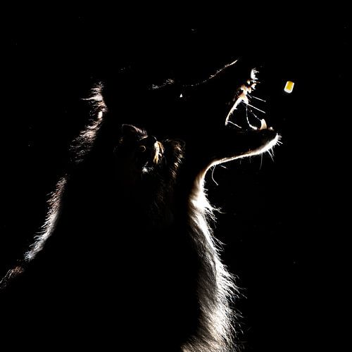 "Het Beslissende Moment"  Sheltie fängt ein Leckerli