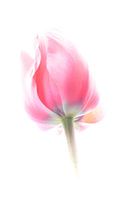 Pink tulip against a white background