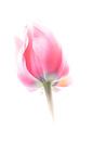 Tulipe rose sur fond blanc par Jacqueline Gerhardt Aperçu